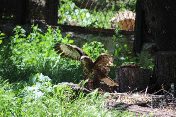 Republica Moldova - Zoo Chișinău