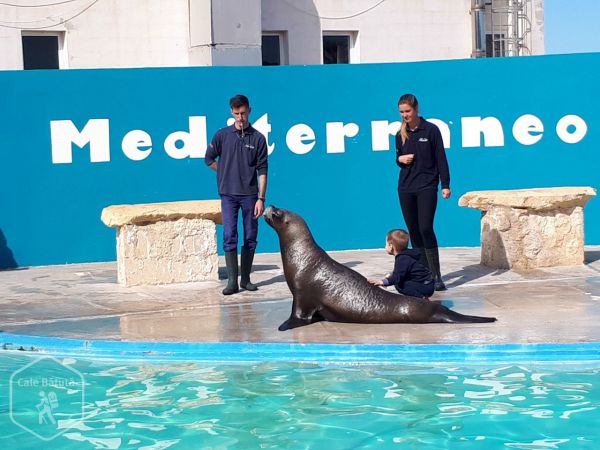 Malta - Parcul Marin Mediterraneo: locul unde poți atinge delfini și lei de mare